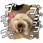 トイプードルのあスタンプ