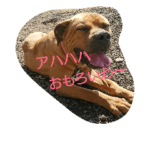 土佐犬ちいちゃん