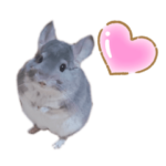 チンチラのボリューミー万能スタンプ☆彡