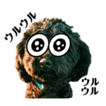 黒トイプードル代表4