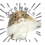 ネコチャンの天使ちゃんスタンプ