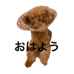 トイプードルのふーたん