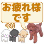 今村「いまむら」さんのトイプードル会話