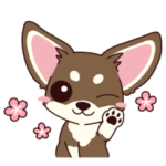 いやしの日常 チワワ春夏編