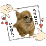 チワワのエブリデイ3