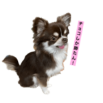 チワワのチョコくん♂ part３