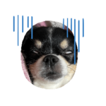 パンダみたいなチワワ