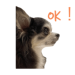 チワワのソラのスタンプ