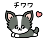 チワワしか勝たん