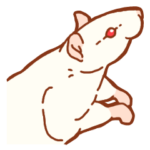 ぽってりラット