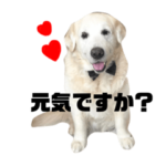 我が家のダンボ