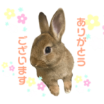 うさぎのダンボちゃん