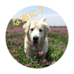 しあわせダンボ