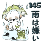 シーズー犬 145『雨嫌い！』