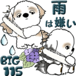シーズー犬 115『雨嫌い！』