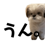 シーズーのしずえ1