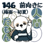 シーズー犬 146『前向きに』Ver.梅雨～
