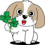 ポジティブなシーズー