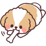 ふわふわシーズー3