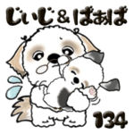 シーズー犬 134『じぃじとばぁば』修正版