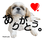 シーズーのふうたの日常生活