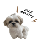 シーズー犬 はにまる 2