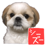 シーズーのこうめちゃん ②