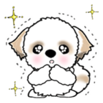 シーズー犬の日常 Vol.3