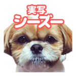 シーズー犬ぽんずとかぼす