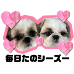 コチココの毎日たのシーズースタンプ☆