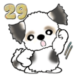 シーズー犬29