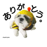 シーズーのふうたの日常生活3