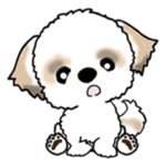 シーズー犬の日常