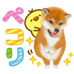 飛び出す❤️かわいい犬❤️　柴犬