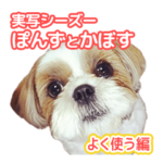 シーズー犬ぽんずとかぼす