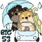 柴犬・ちゃちゃ丸たち 53『雨嫌い』