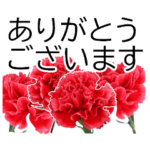 *花*カーネーション ていねいVer.