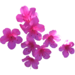 Seasonal flowers＆実　色んな季節の植物