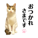 三毛猫チマキのお仕事スタンプ