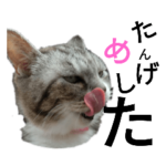 津軽の婆様Cat！