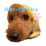 ぷっちょのお話しVol.1