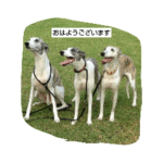 爽やかチヤーミー