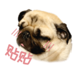 フランシスタンプ 1 中国語