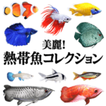 美麗！熱帯魚コレクション