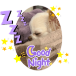 チワワのちいちゃんです