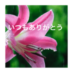 ありがとう花スタンプ