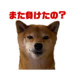 柴犬むさし競馬魂