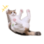 ミケ_スタンプ実写版