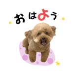 トイプードルのユキナちゃん♡