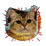 タイ語猫